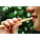Bambus Reise Etui + Zahnbürste weich + Miswak